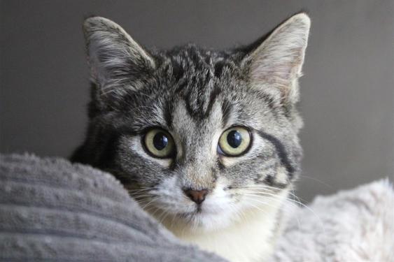 pet