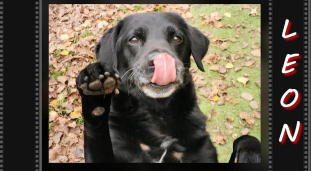 pet