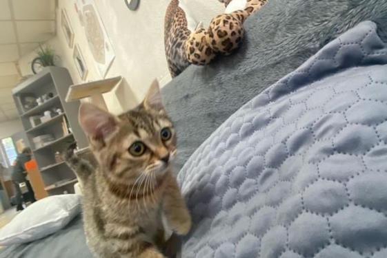 pet