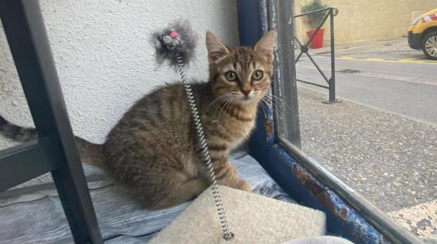 pet