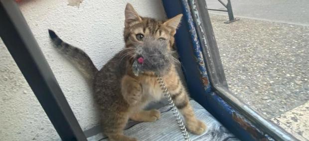 pet