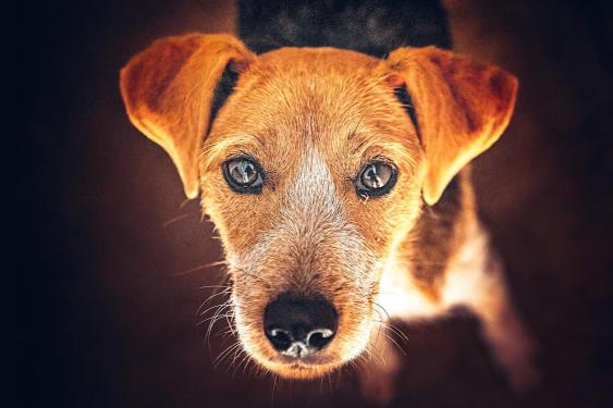 pet