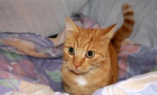 pet