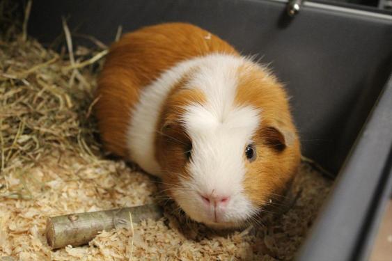 pet