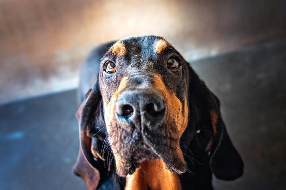 pet
