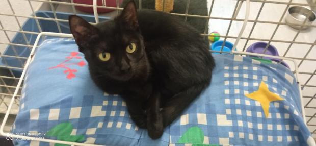 LOLA (réservée)