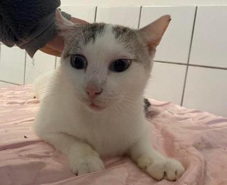 pet