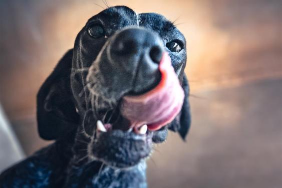 pet