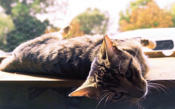 pet