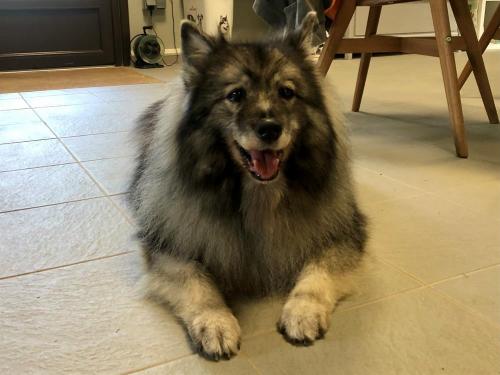 pet
