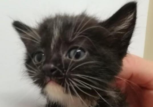 pet