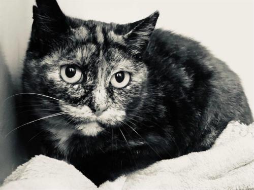 pet