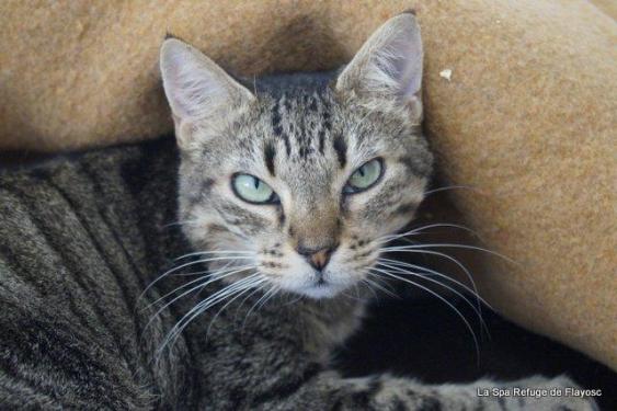 Bowie