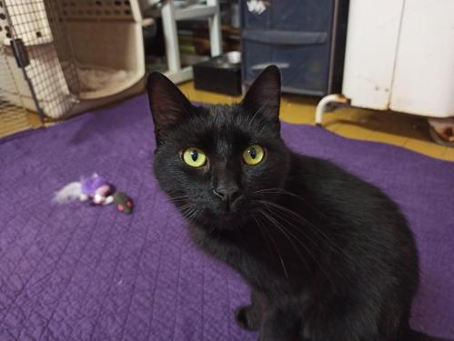 pet