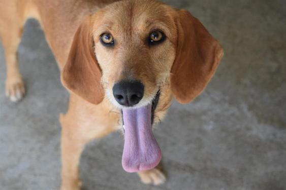pet