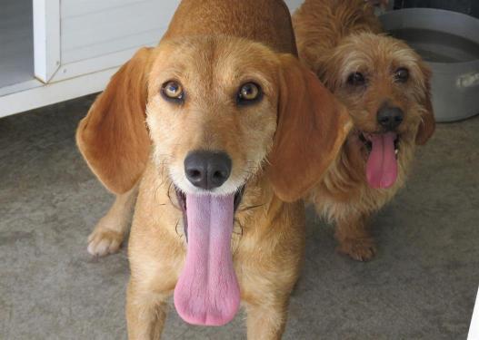 pet