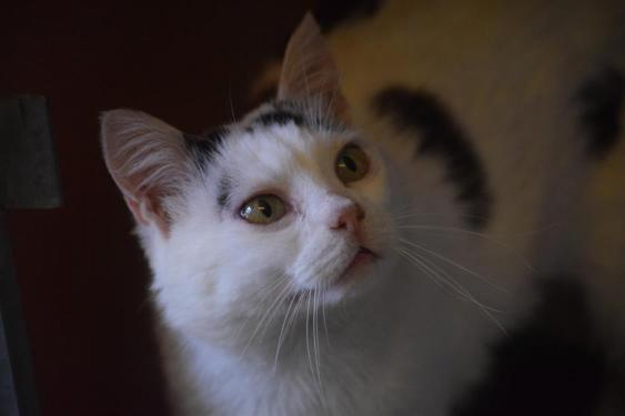 pet