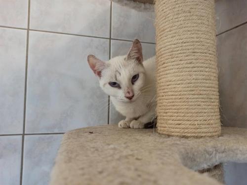pet
