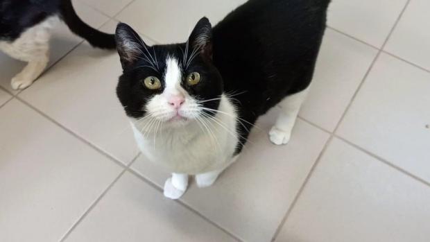 pet