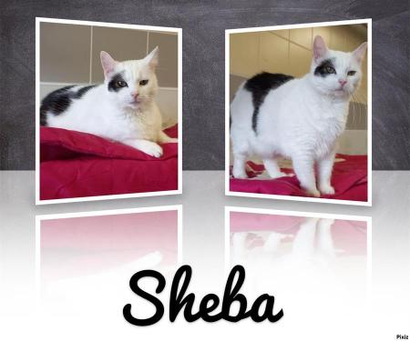 Sheba