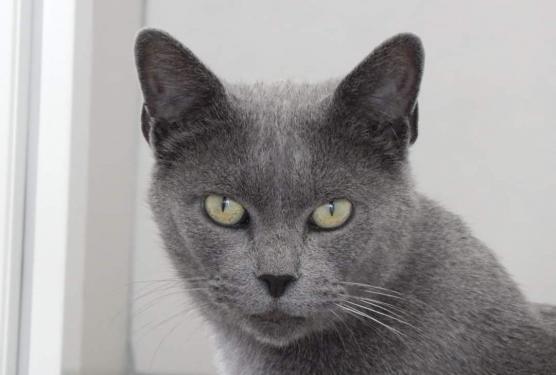 pet