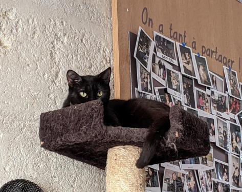 Bagheera