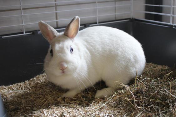 pet