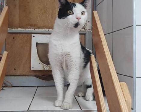 pet