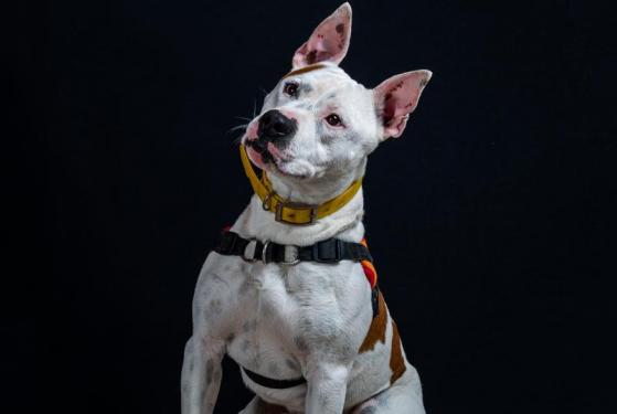 pet