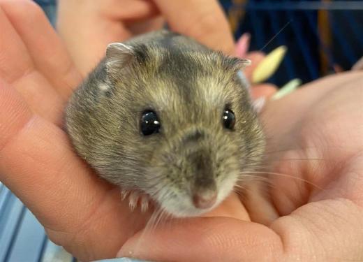 pet