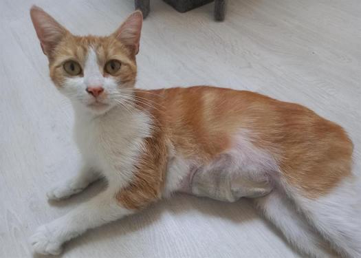 pet