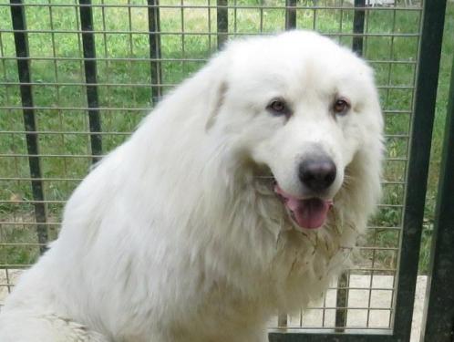 ROLLO