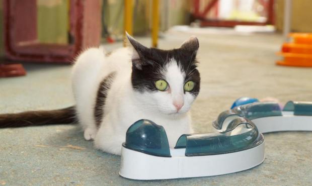 pet