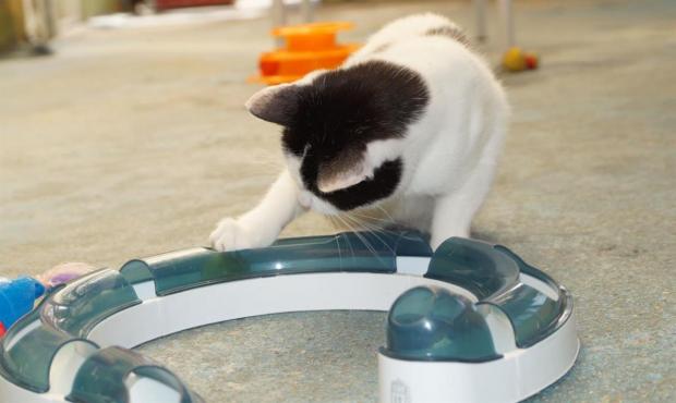 pet