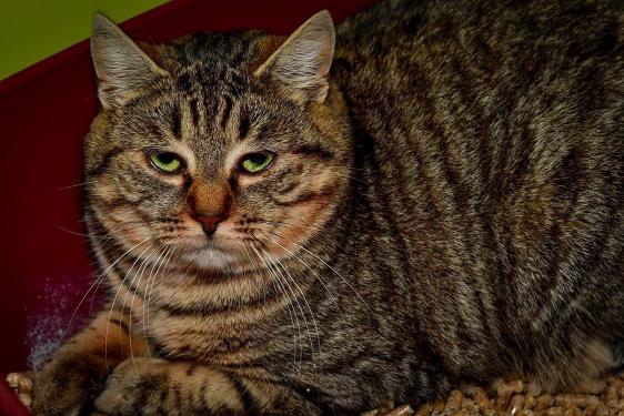 LEELOO A14916