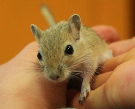 pet
