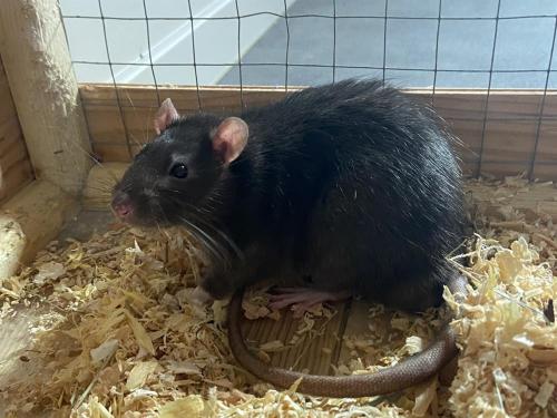 PIPOUNE