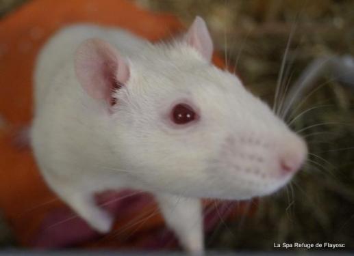 Splinter