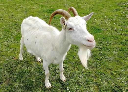 pet