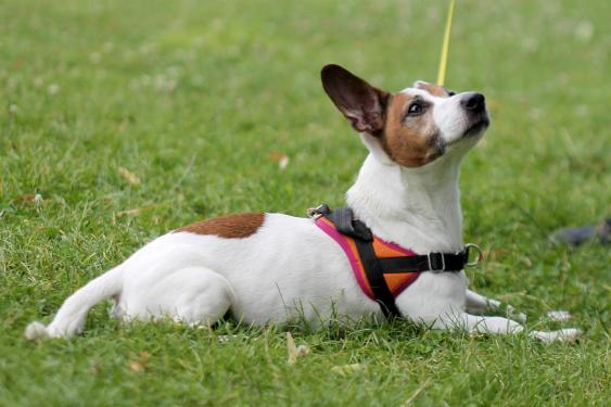 pet
