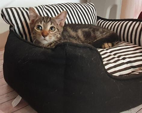 pet