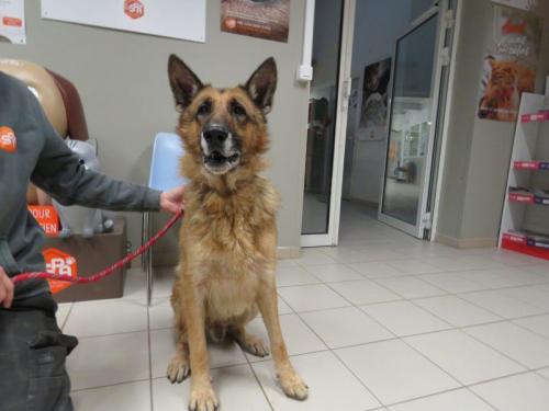 pet