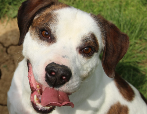 MILOU OAA16014