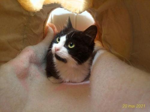 pet