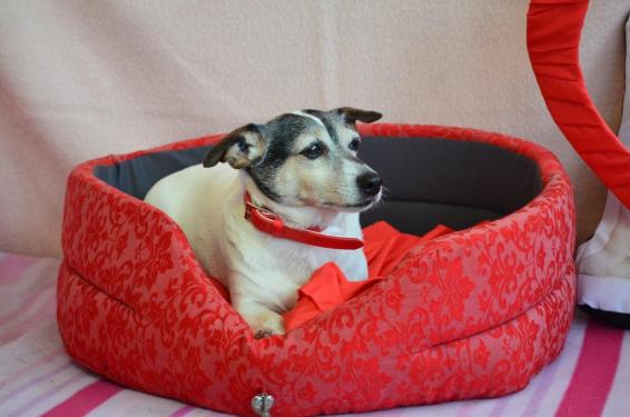 DOUDOU (Déjà Adopté)