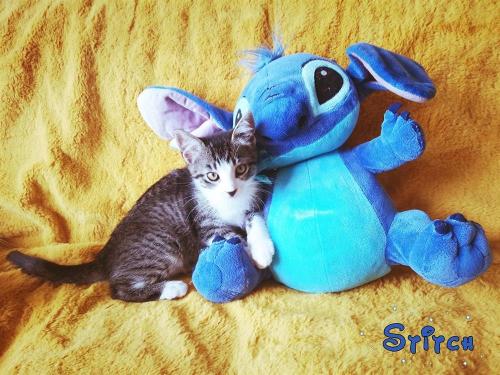STITCH