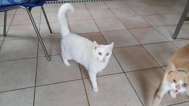 pet