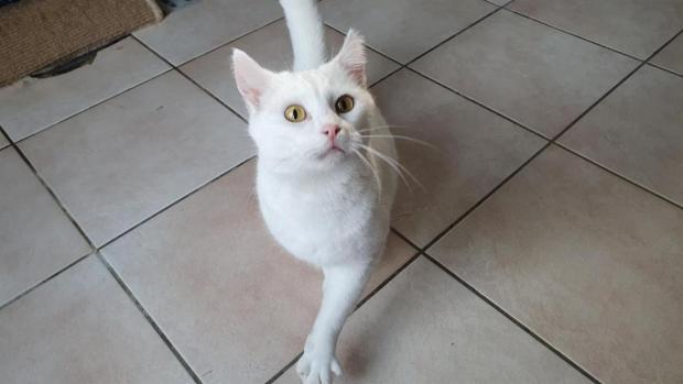 pet