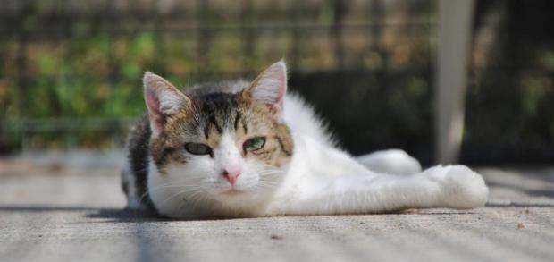 pet