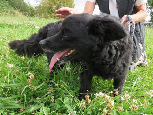 pet
